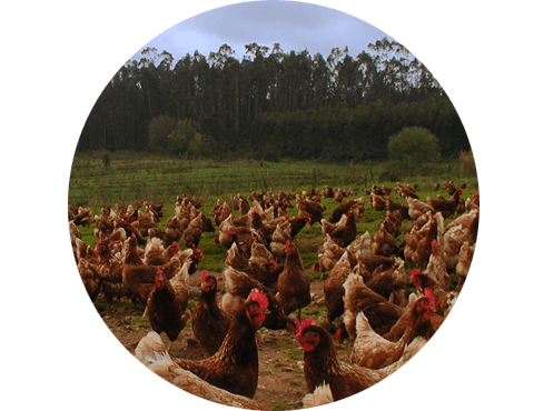 Explorações de Ovos de galinhas criadas ao ar livre