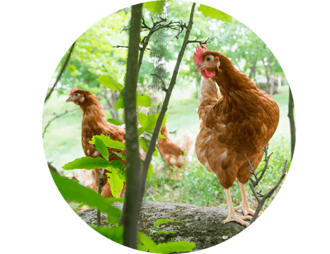 Explorações de Ovos biológicos